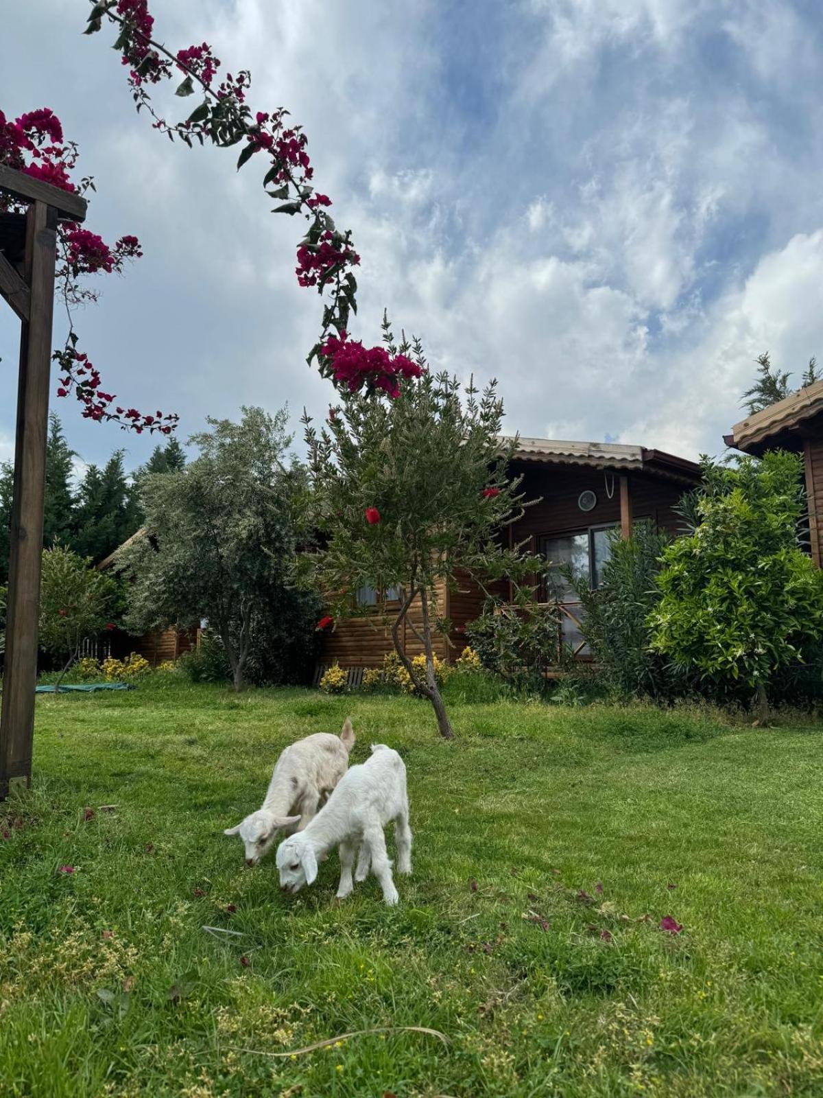 Em-Ba Butik Bungalov Demre Exterior photo